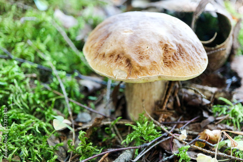boletus edulis mushroom in the sunny forest close up