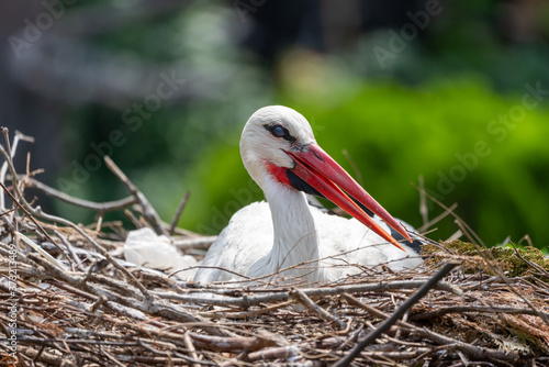 White Stork warming eggs in the nest