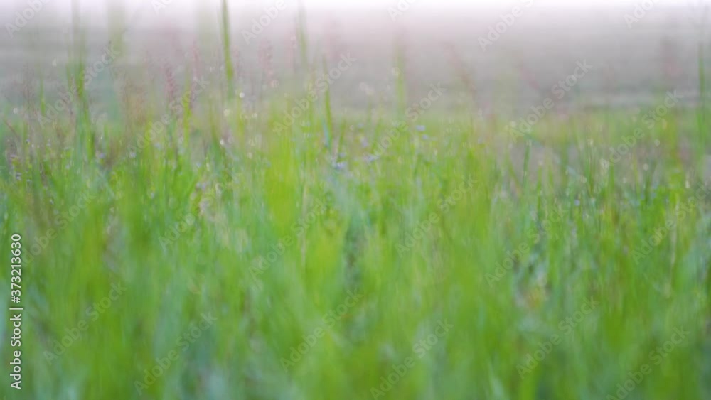 The dew on the grass and the morning sun. The dew on the grass and the morning sun.