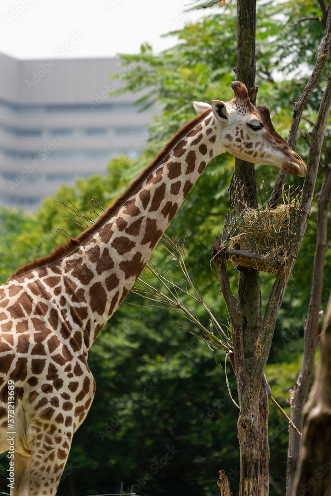 Giraffe at the Osaka Zoo in Japan Giraffe at the Osaka Zoo in Japan