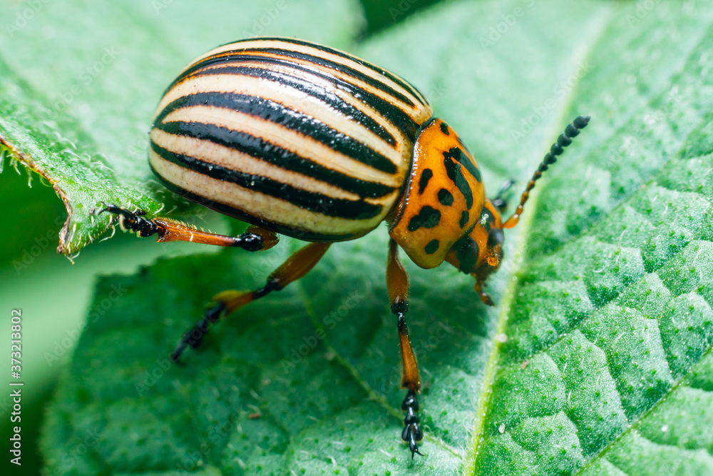 Crop pest, the Colorado potato beetle sits on the leaves of potatoes Crop pest, the Colorado potato beetle sits on the leaves of potatoes