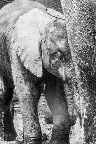 baby elephant black and white closeup