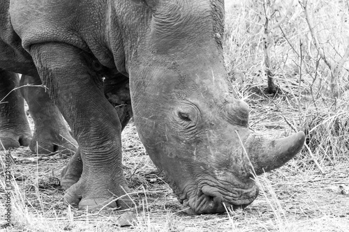 black and white rhino head