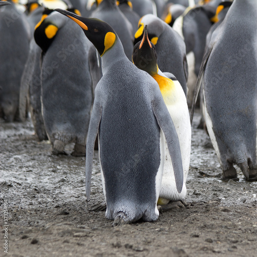 King Penguin, (Aptenodytes patagonicus) South Georgia Island, Antarctica.	
