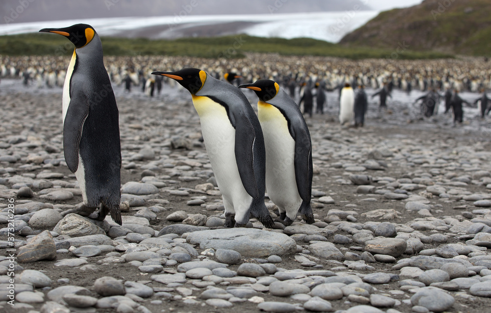 Fototapeta premium King Penguin, (Aptenodytes patagonicus) South Georgia Island, Antarctica. 