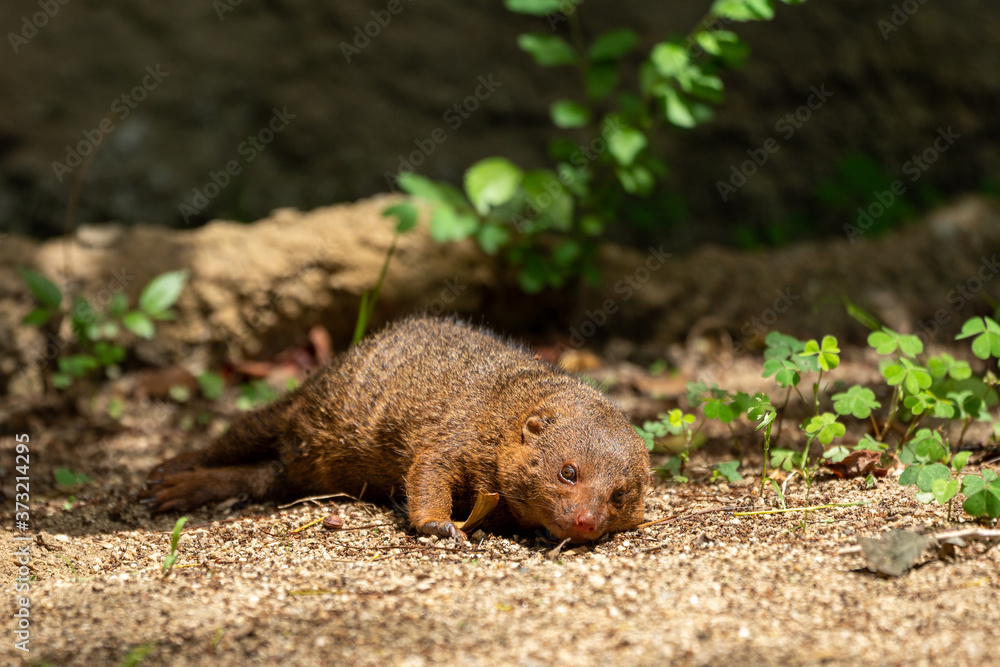 Common dwarf mongoose (Helogale parvula) at the Osaka Zoo in Japan Common dwarf mongoose (Helogale parvula) at the Osaka Zoo in Japan