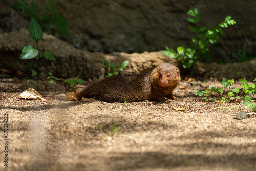 Common dwarf mongoose (Helogale parvula) at the Osaka Zoo in Japan