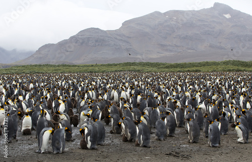 A King Penguin  Aptenodytes patagonicus  colony on a pebble beach on the island of South Georgia.  