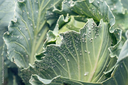Foto Whitefly Aleyrodes proletella agricultural pest on cabbage leaf