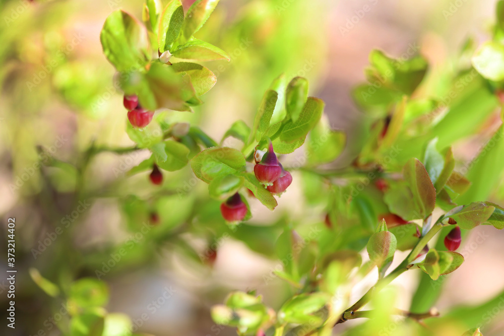 Blooming pink flowers blueberry bushes with light green leaves Blooming pink flowers blueberry bushes with light green leaves
