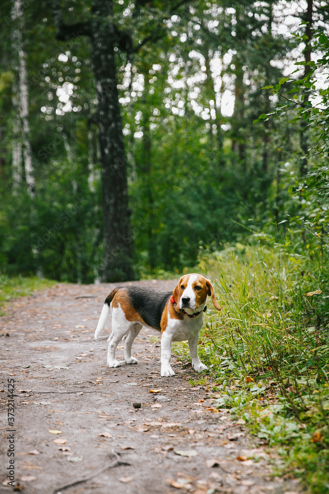 Beagle dog puppy walks cheerful and happy through the forest on a summer evening