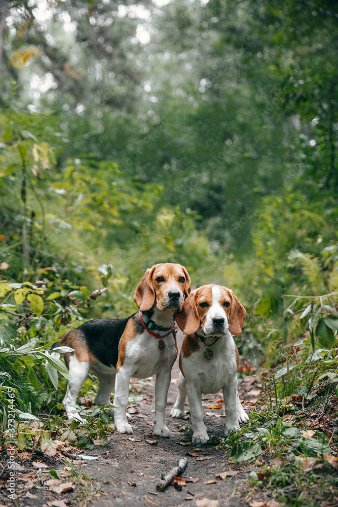 Two puppy dog beagle walks cheerful and happy through the forest on a summer evening