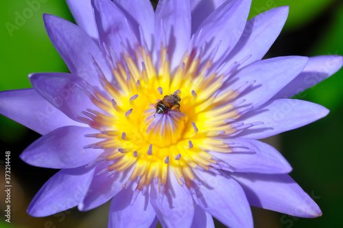 lotus, purple lotusand a bee