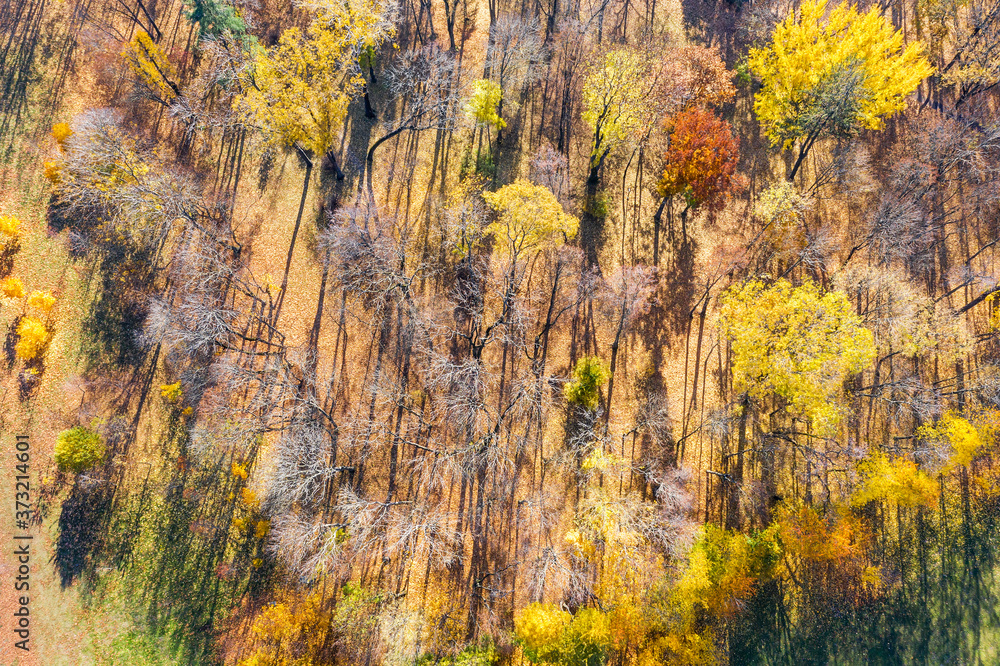 deciduous forest at sunny autumn day. aerial top view of shadow trees silhouettes on ground deciduous forest at sunny autumn day. aerial top view of shadow trees silhouettes on ground