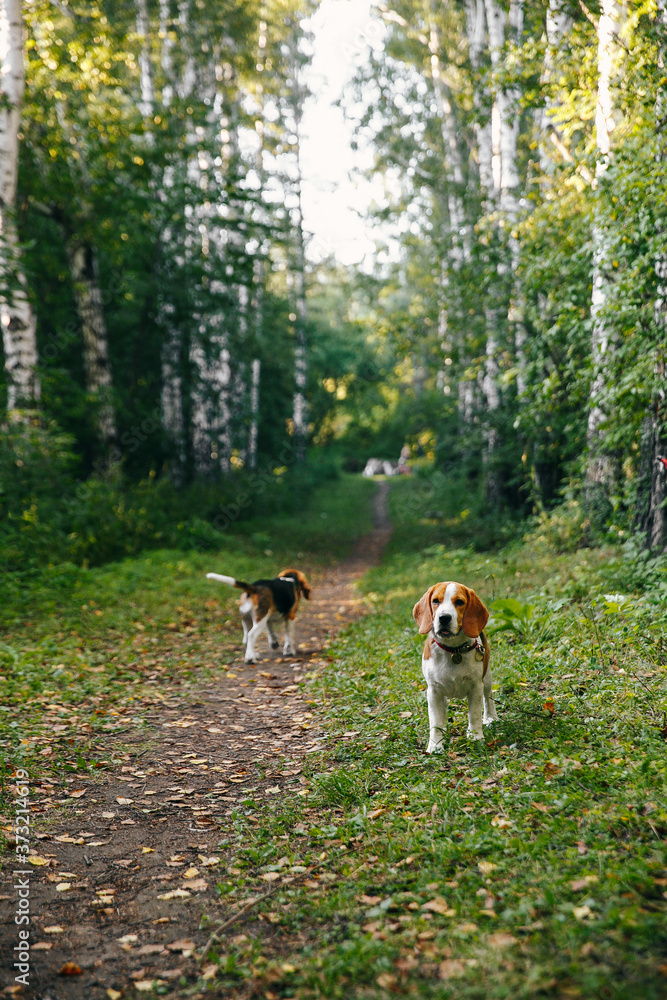 Two puppy dog beagle walks cheerful and happy through the forest on a summer evening Two puppy dog beagle walks cheerful and happy through the forest on a summer evening