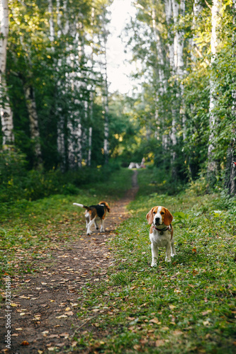 Two puppy dog beagle walks cheerful and happy through the forest on a summer evening