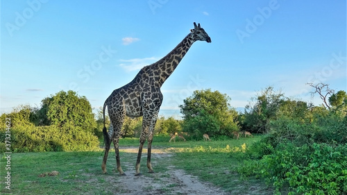 Giraffe against the blue sky, close-up. A wild animal with a beautiful pattern on the skin stands in profile. Impalas graze nearby. Around the green grass, bushes. Summer sunny day. Botswana, Chobe