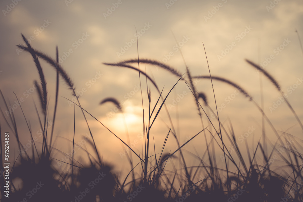 The grass in the setting sun is about to set, warming the heart The grass in the setting sun is about to set, warming the heart