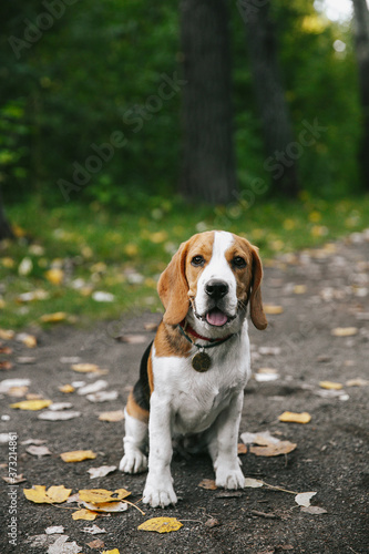 Beagle dog puppy walks cheerful and happy through the forest on a summer evening