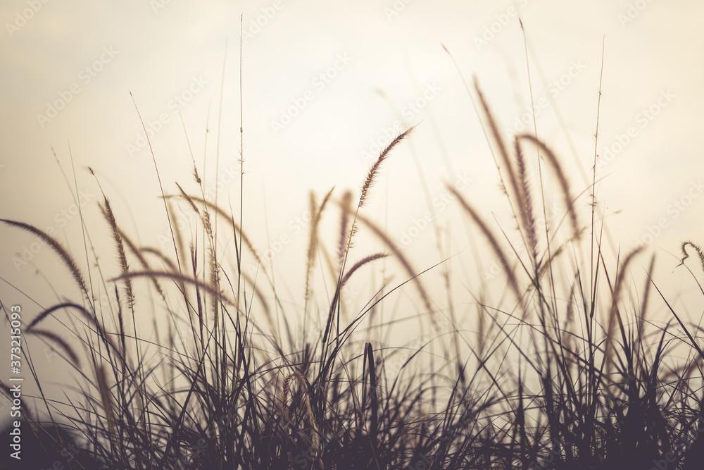 The grass in the setting sun is about to set, warming the heart The grass in the setting sun is about to set, warming the heart