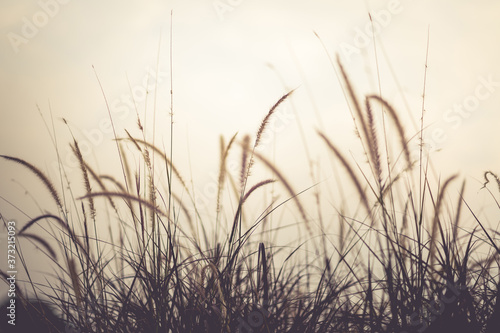 The grass in the setting sun is about to set  warming the heart