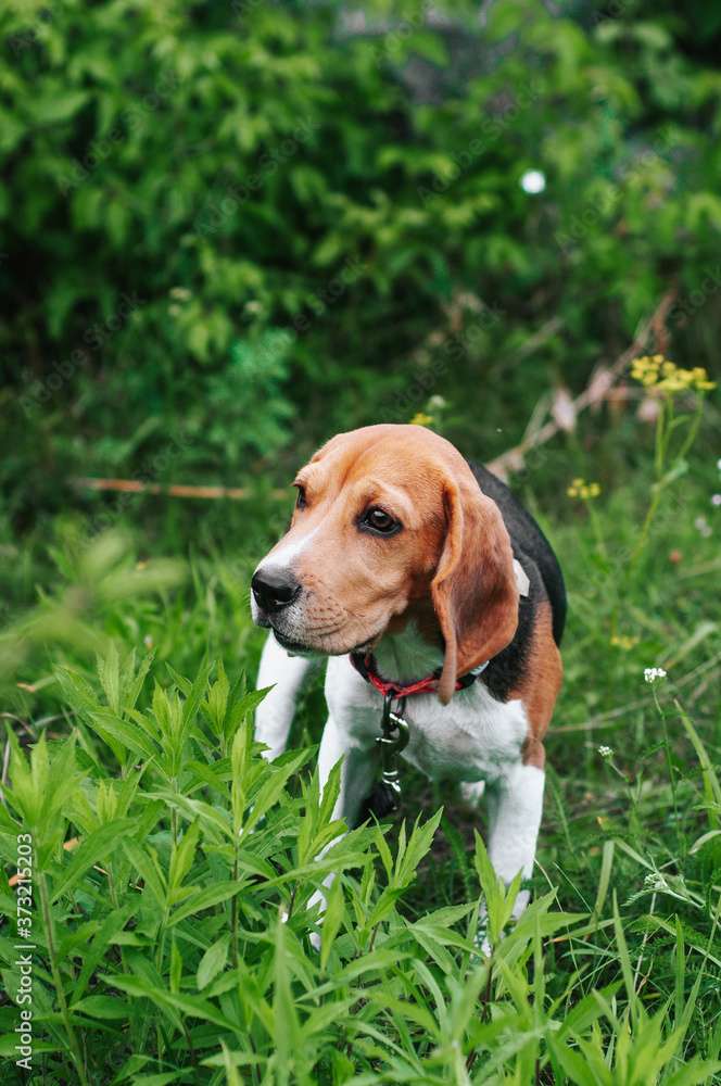 Happy puppy beagle dog having fun on then green grass