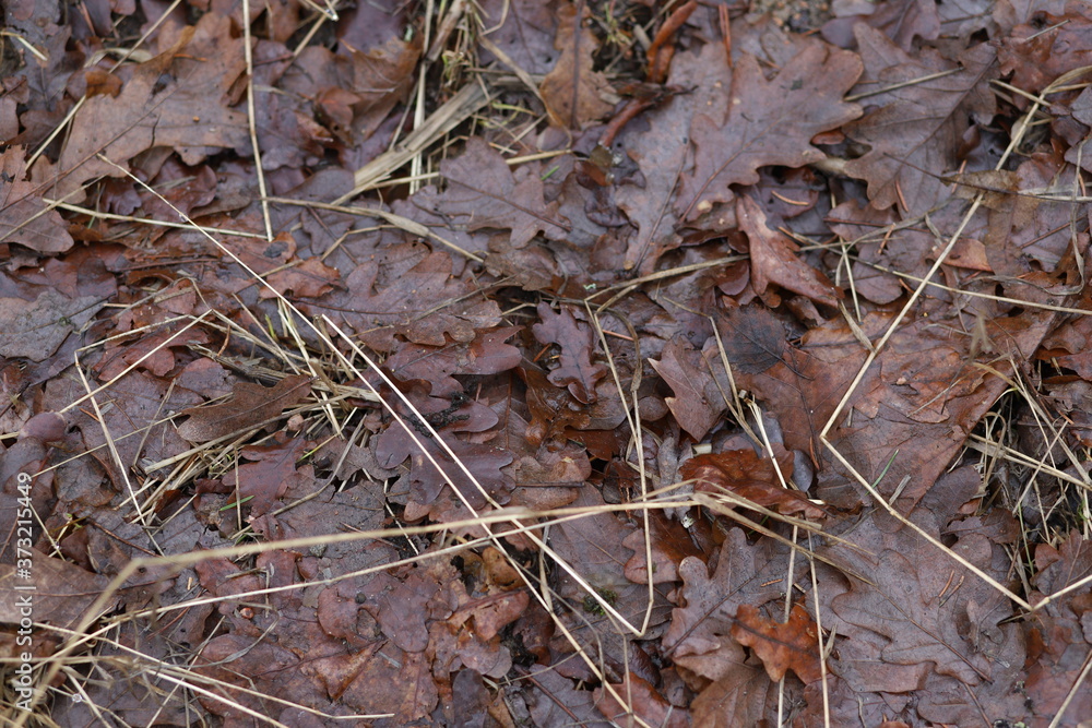 Texture of fallen brown autumn leaves Texture of fallen brown autumn leaves