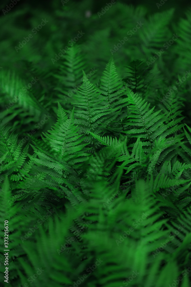 Texture of large green leaves of forest fern