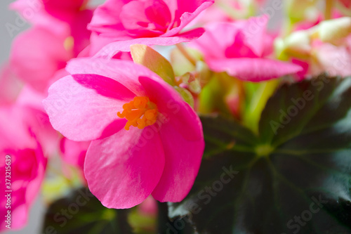 Bright pink cucullata begonia flowers or wax begonia  club begonia. Wax begonia pink. Begonia decorative plant close-up. Pink begonia flowers close up.