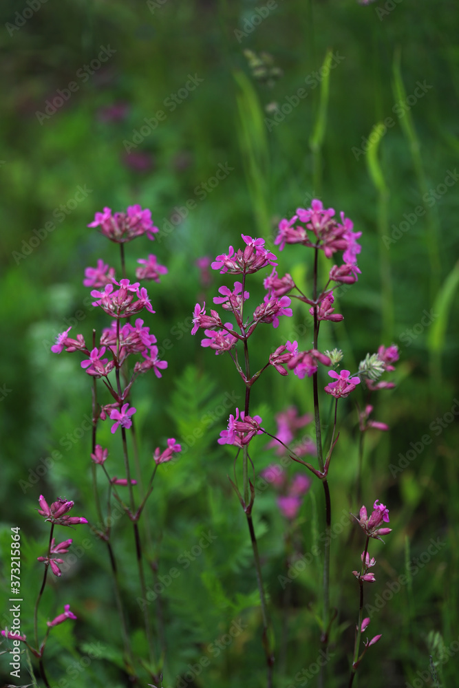 Bright pink flowers on a green background Bright pink flowers on a green background