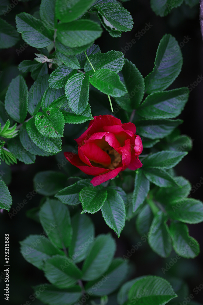 Red park flowers wild rose on a background of green leaves