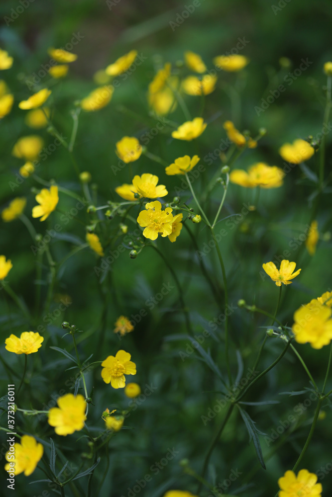 Bright yellow buttercup flowers on a green background