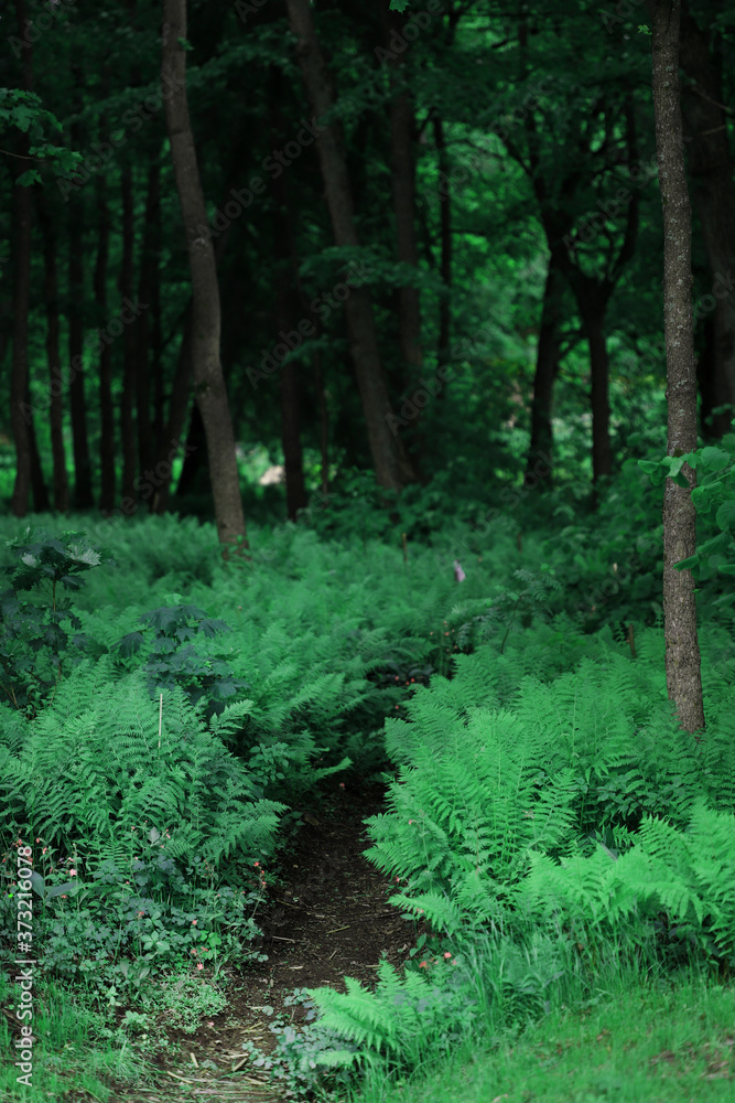 Obraz premium Dark green forest overgrown with ferns