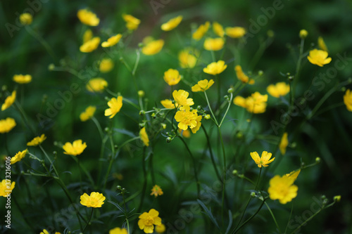 Fototapeta Naklejka Na Ścianę i Meble -  Bright yellow buttercup flowers on a green background
