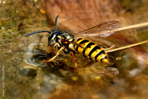 Wasp drinking from bird bath in hot weather. UK. © Paul