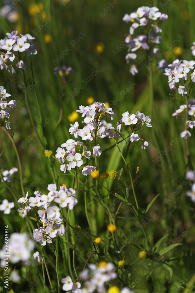 White flowers core on green background