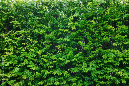 Green shrubs or outdoor plant fence walls