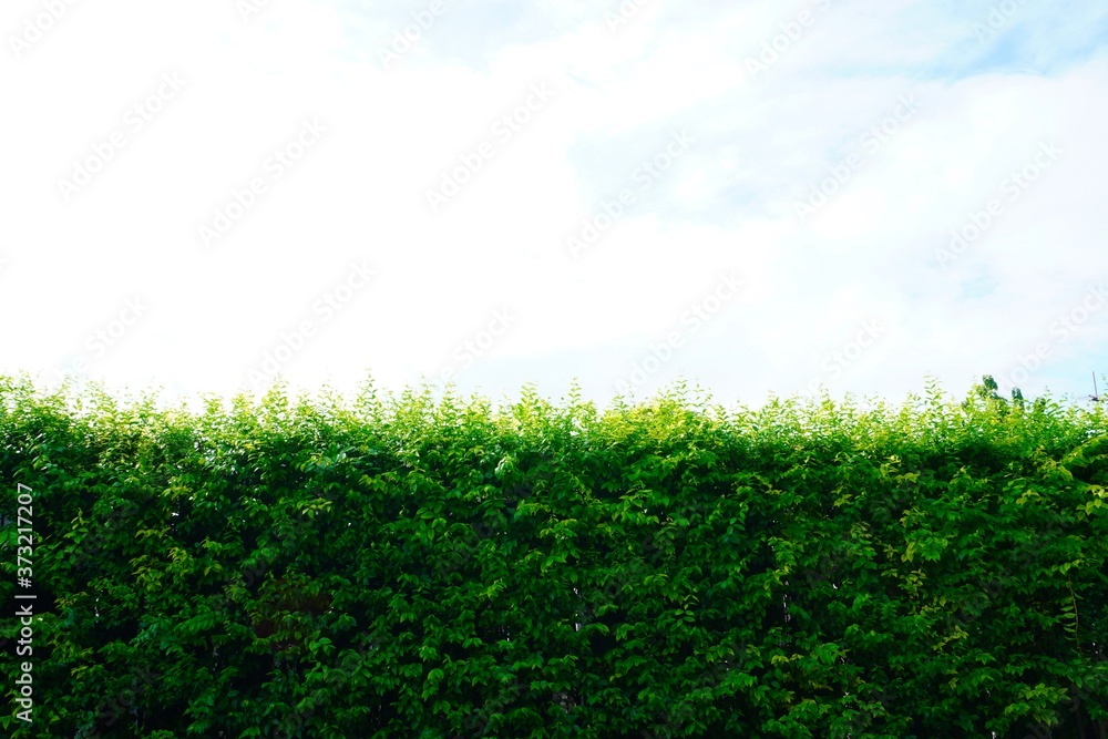 Obraz premium Green hedges or tree fence walls Isolated on white background