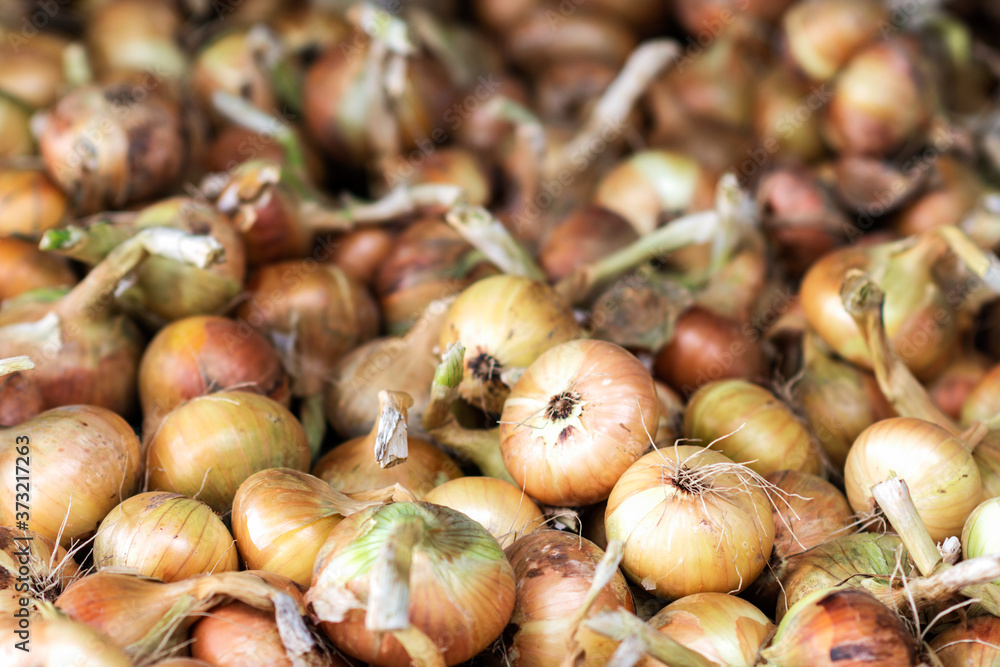 Harvested onions in the farmland, onions background, harvested vegetables are drying in the farmland, agriculture concept Harvested onions in the farmland, onions background, harvested vegetables are drying in the farmland, agriculture concept