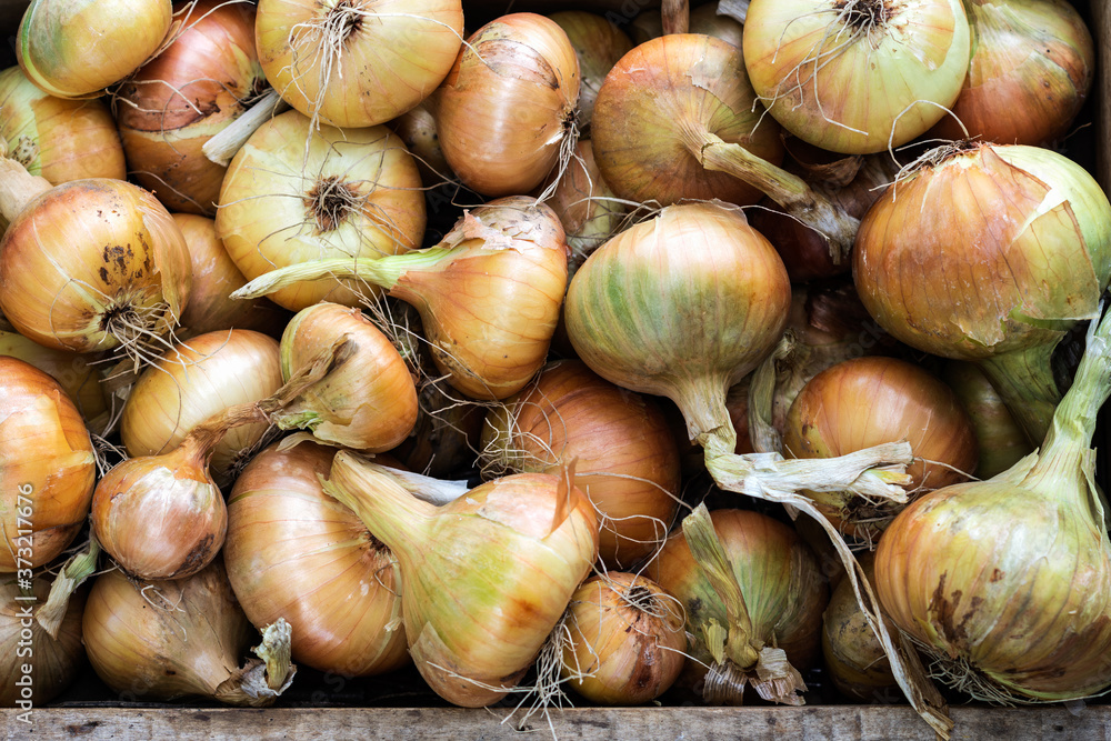 Harvested onions in the farmland, onions background, harvested vegetables are drying in the farmland, agriculture concept Harvested onions in the farmland, onions background, harvested vegetables are drying in the farmland, agriculture concept
