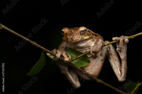 Common Mexican tree frog on branch black background