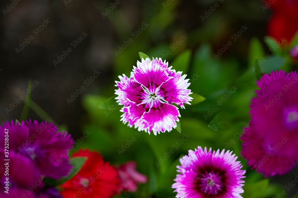 Obraz premium Pink daisies with white border on green background