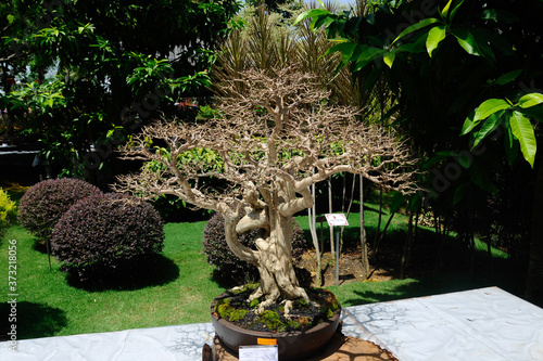 PUTRAJAYA, MALAYSIA -MAY 30, 2018: Bonsai tree display for the public in Royal Floria Putrajaya garden in Putrajaya, Malaysia. Available in various species and shapes, according to the creativity of t