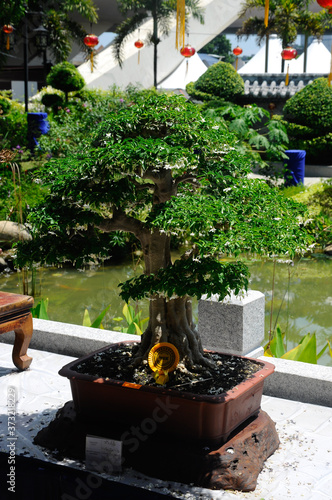 PUTRAJAYA, MALAYSIA -MAY 30, 2018: Bonsai tree display for the public in Royal Floria Putrajaya garden in Putrajaya, Malaysia. Available in various species and shapes, according to the creativity of t