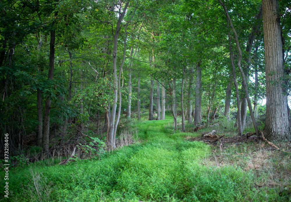Fototapeta premium Inviting journey concept in a full frame image in natural light with copy space. Peaceful and serene.