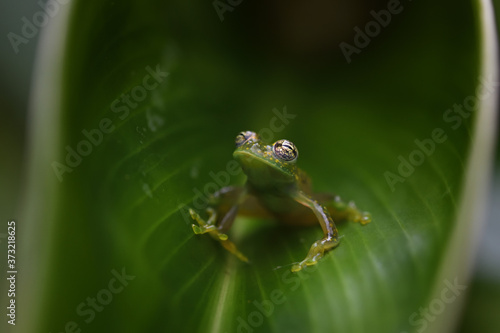 Cascade Glass Frog in leaf