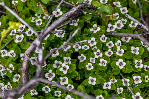 Cornus suecica, the dwarf cornel or bunchberry, is a species of flowering plant in the dogwood family close up. Kola peninsula, Russia. Selective focus.