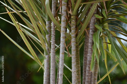 close up of plants stem 