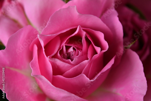 Wallpaper Mural There is a pink rose close up. Torontodigital.ca