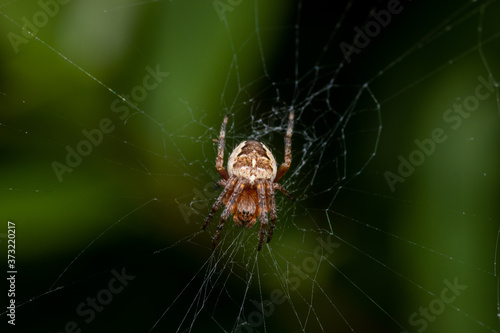 Spider sitting in the middel off its net